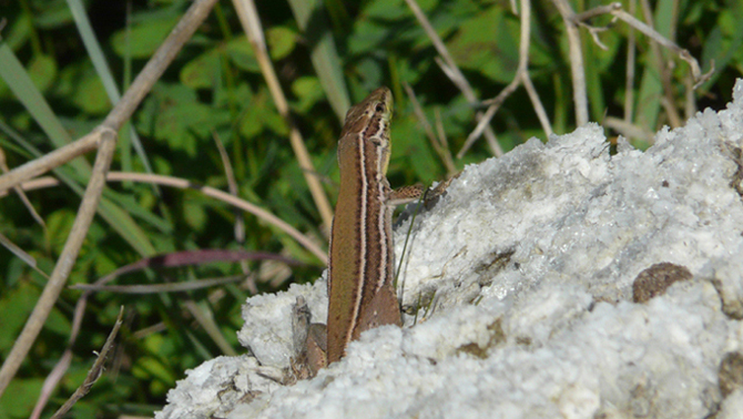 Identificazione lucertola